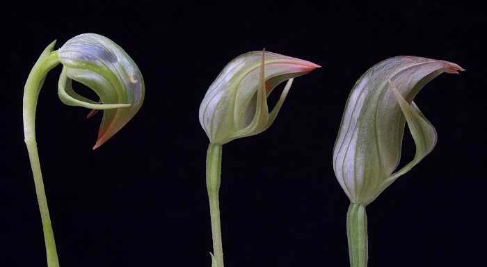 Pterostylis flowers side view