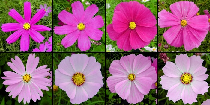 Pink varieties of Cosmos