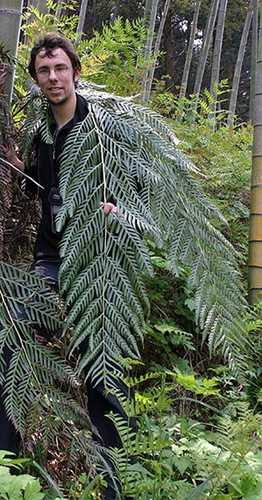 Woodwardia orientalis habitat