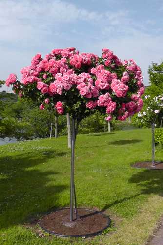 standard tree rose