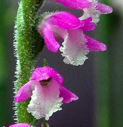 Spiranthes sinensis flowers