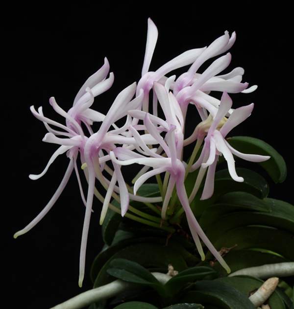Neofinetia 'Seikai' flowers