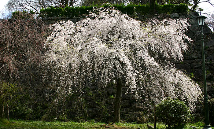 Prunus spachiana pendula