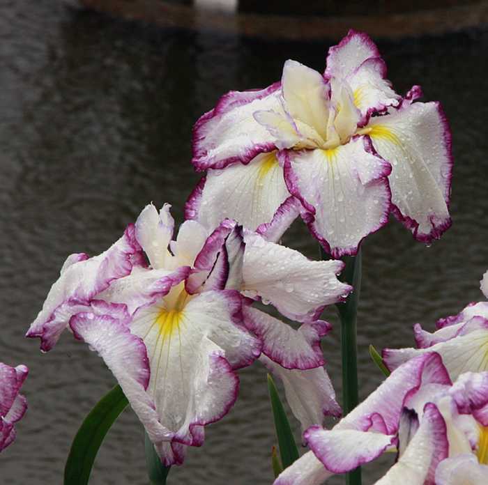 Iris enstata Benihanagasa