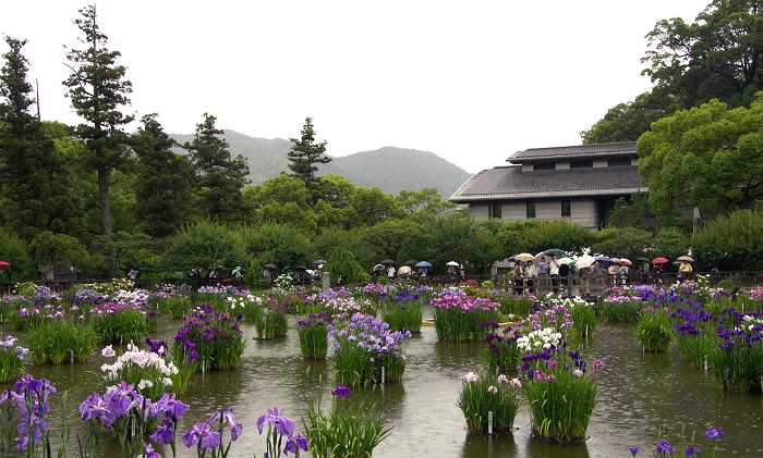 Dazaifu Tenmangu Iris Garden