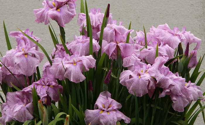 Iris enstata Komadomesakura