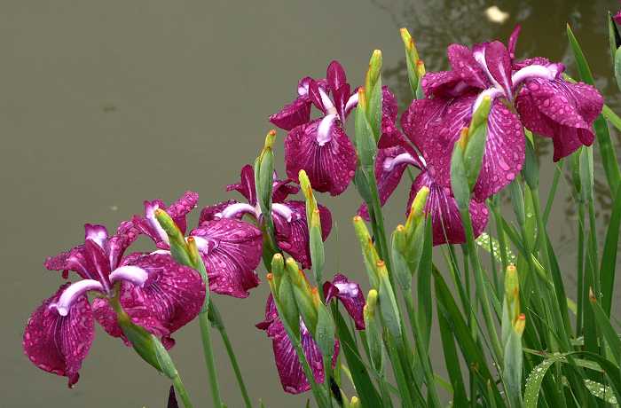Iris ensata Nagaibenisuzume