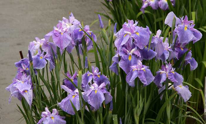 Iris enstata Seishonagon