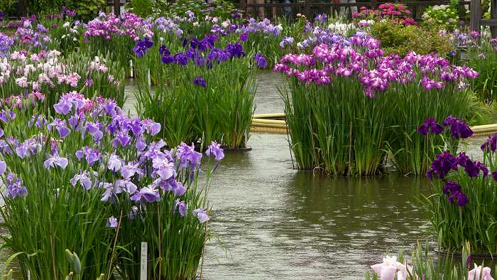Iris enstata garden