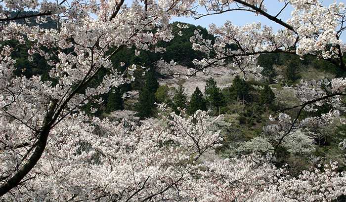 Yoshino cherries in a Japanese park