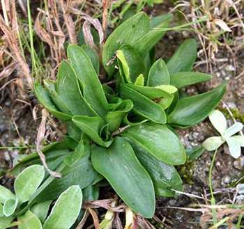 Spiranthes sinensis plant