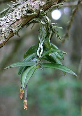 Thrixspermum japonicum plant