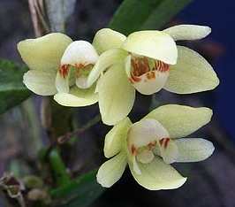 Thrixspermum japonicum flowers upclose