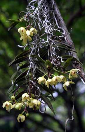 Thrixspermum japonicum clump in flower