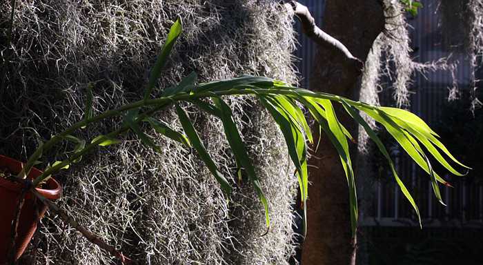 Thunia bensoniae mature plant