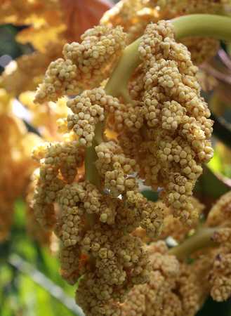Trachycarpus female flowers