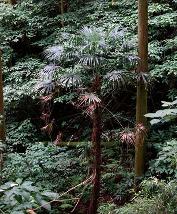 Trachycarpus fortunei woodland