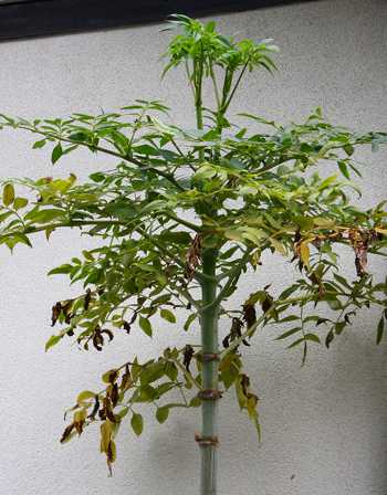 Tree dahlia plant