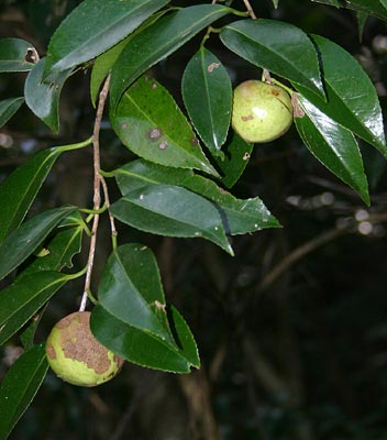 Camellia japonica fruit