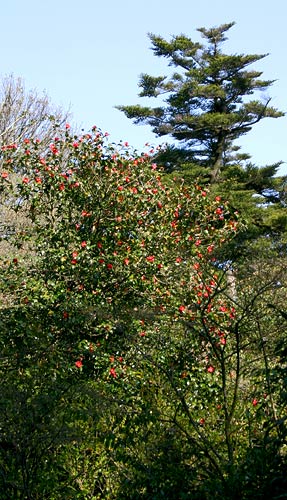 Camellia japonica tree