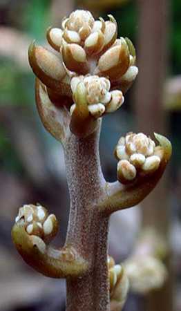 Cyrtosia septentrionalis buds