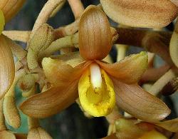 Cyrtosia septentrionalis flower