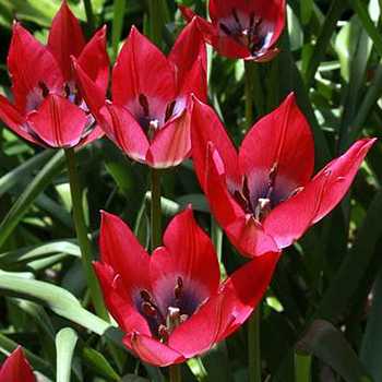 Tulipa 'Little Beauty' flowers