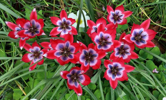 Tulipa Little Beauty in flower
