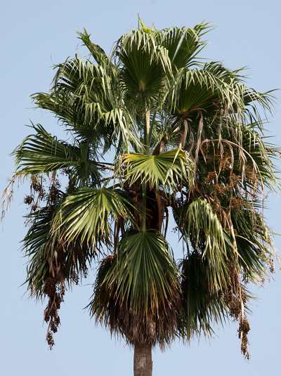 Mexican fan palm crown
