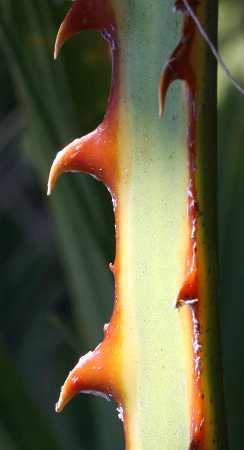 Washingtonia petiole spines