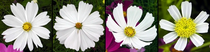 Cosmos white flowered