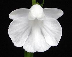 Ponerorchis graminifolia white