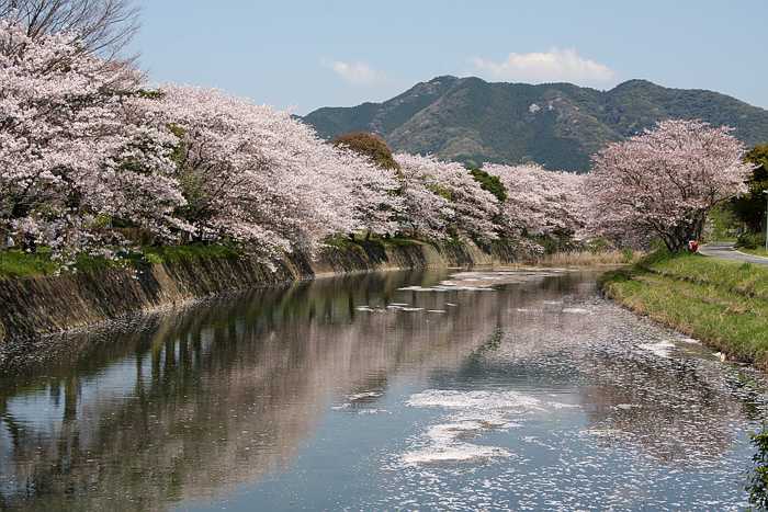 Yoshino cherries along a river