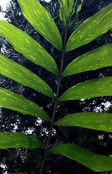 Zamia variegata backlit frond