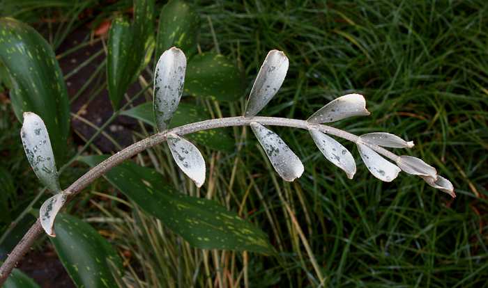 Zamia variegata, young frond