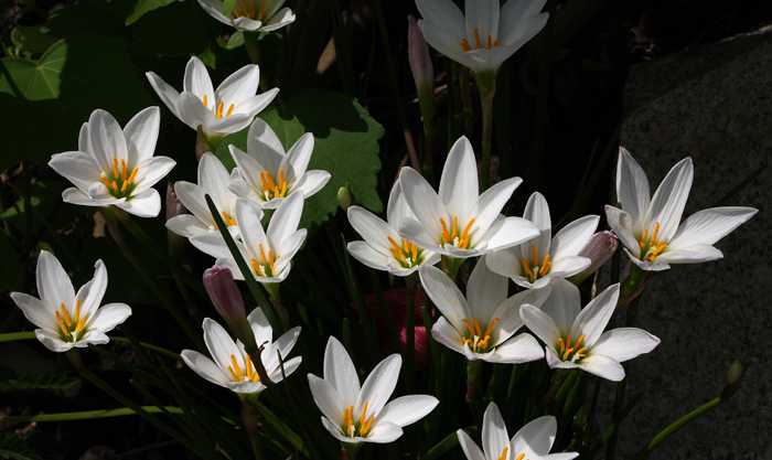 Zephyranthes candida clump