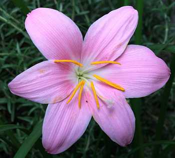 Zephyranthes carinata flower