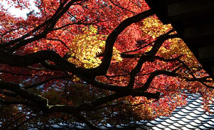 Japanese maple trees at Raizan Sennyoji Daihioin Temple in autumn ...
